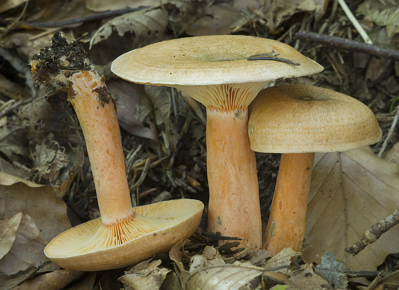 Lactarius deterrimus